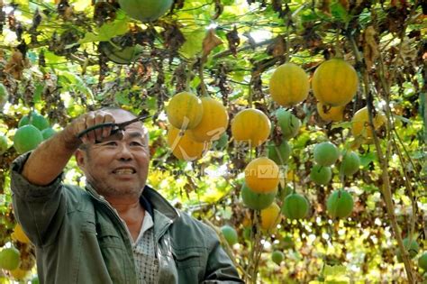 安徽肥东：瓜蒌丰收助增收-人民图片网