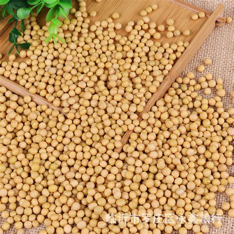 批发芽豆小金黄珍珠粒芽豆 生豆芽用黄芽豆颗粒 豆芽腐竹食品用-阿里巴巴