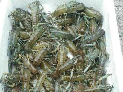 澳洲淡水龙虾养殖技术【华全动力】_腾讯视频
