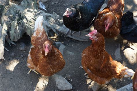养鸡场里一群鸡高清图片下载-正版图片307748038-摄图网