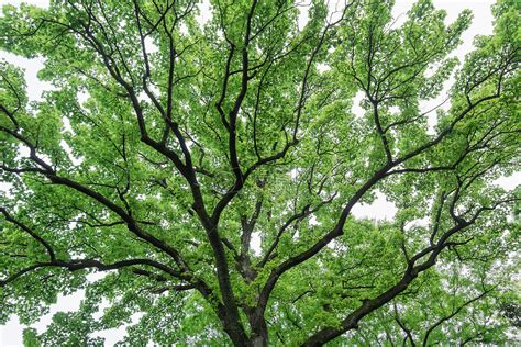 充满生命力枝繁叶茂的大树高清图片下载-正版图片500379158-摄图网