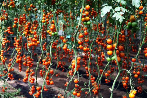 西红柿和土豆在中国的传入史 - 智库知识分享网