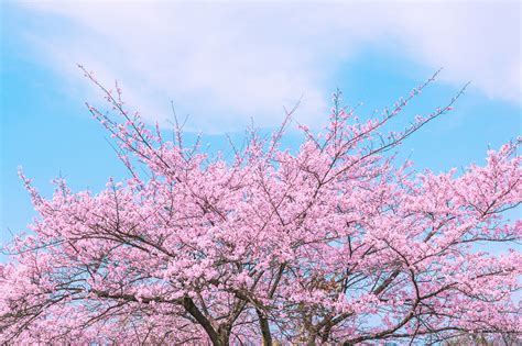 hayasakuma樱花树图片