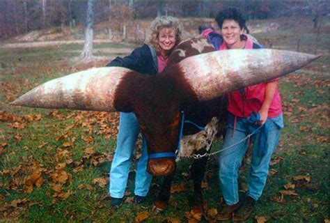 美国雄性德州长角牛破“史上最长牛角”吉尼斯世界纪录 两端牛角宽度接近3.4米 - 神秘的地球 科学|自然|地理|探索