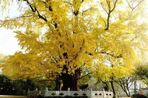 2021古银杏树公园-旅游攻略-门票-地址-问答-游记点评，上海旅游旅游景点推荐-去哪儿攻略