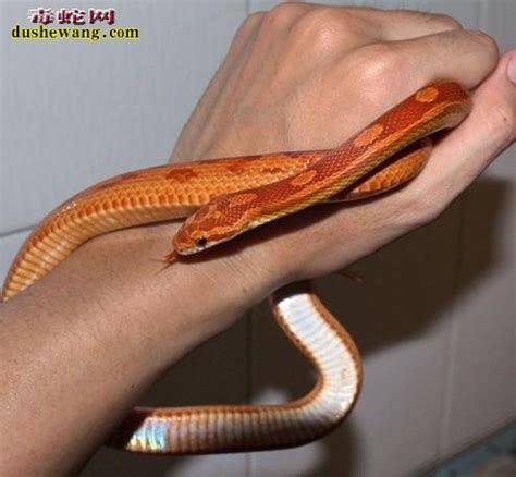 宠物蛇品种-关于宠物蛇饲养品种的选择_宠物蛇_毒蛇网