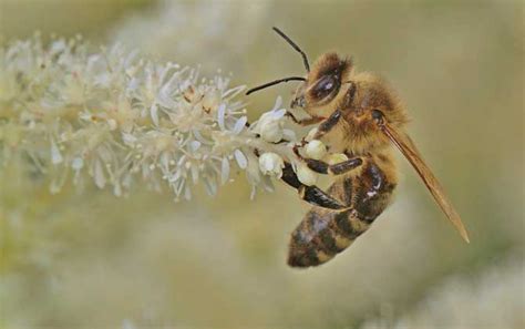 蜜蜂的外形特征和习性_养蜂_蜂群_工蜂