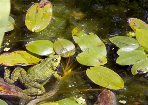池塘里的青蛙享受着充满绿叶的青蛙高清图片下载-正版图片306916846-摄图网