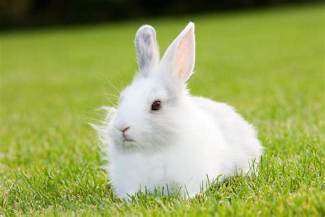 属兔最富贵的出生时辰 属兔的什么时辰出生最好 - 万年历