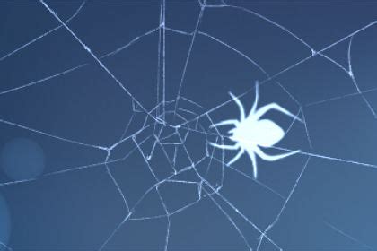 蜘蛛爬床上有什么寓意 是什么预兆 - 第一星座网