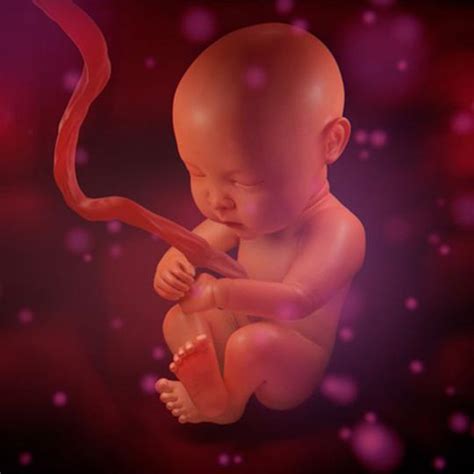 孕周与胎儿大小标准