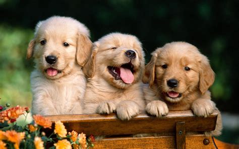 17种最适合家庭的小型犬_全球宠物慈善联盟基金会