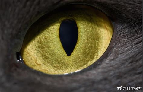 从夜视到360度视野：盘点15种奇特的动物眼睛|夜行性|狭缝|掠食者_新浪新闻