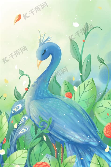 小孔雀图片