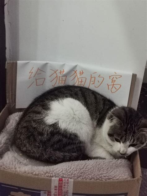 家里的猫不允许养了可以送去哪? - 知乎