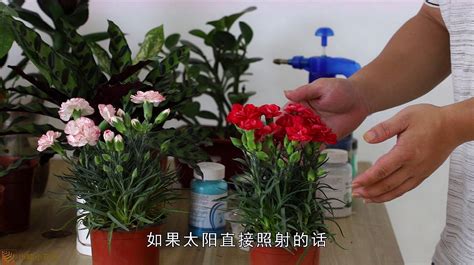 盆栽康乃馨养殖技术-种植技术-中国花木网