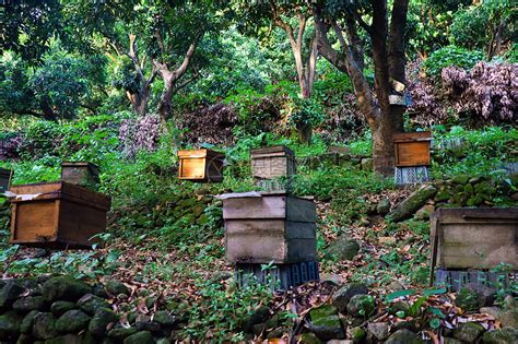 蜜蜂蜂群图片,蜂群图片,蜜蜂图片(第6页)_大山谷图库
