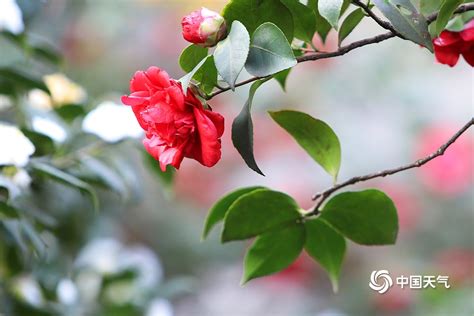 2021重庆南山植物园山茶花观赏攻略（时间、地点、路线）- 重庆本地宝