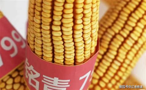 营口48个优质玉米品种播撒20省 年推广面积800万亩_育种_示范_昌种子