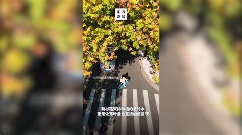 上海又迎“落叶不扫季” “丝绸之路”元素亮相_荔枝网新闻