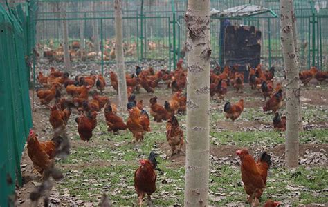 养鸡的养鸡场有鸡在高清图片下载-正版图片504791538-摄图网