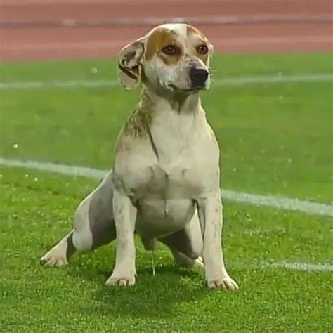 以梅西、内马尔为代表的足球圈“狗奴” 个个对狗狗宠得不行|界面新闻 · 体育
