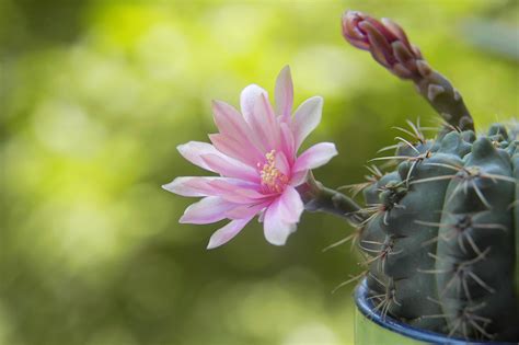 仙人球花图片