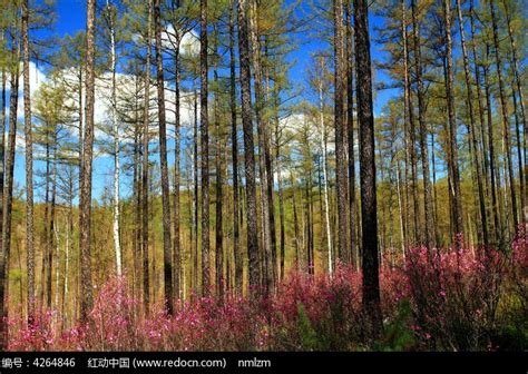 被阳光照射的森林高清图片下载-正版图片600308417-摄图网