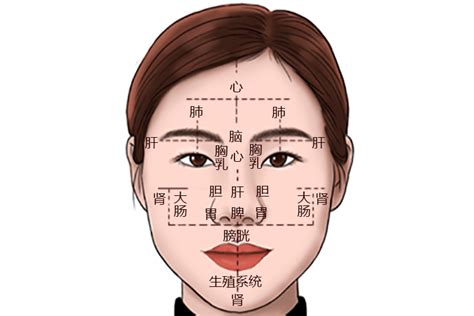 脸的部位图解图片