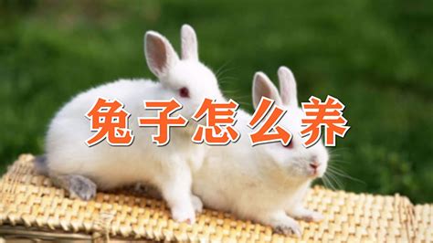 养殖兔子500只利润（养殖肉兔的利润和成本）-飞扬号