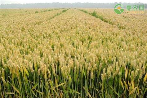 小麦什么时候播种，怎么播种，播种注意事项（含全国各地小麦播种时间表）_品种