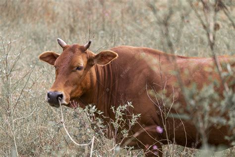 草地上的牛群图片_在草地上晒太阳的牛群素材_高清图片_摄影照片_寻图免费打包下载
