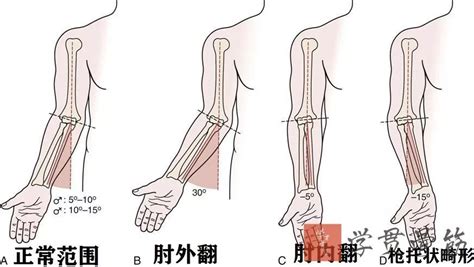 上臂与前臂图解图片