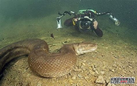 世界上最大的蟒蛇，体长15米，一口吞下一个人！