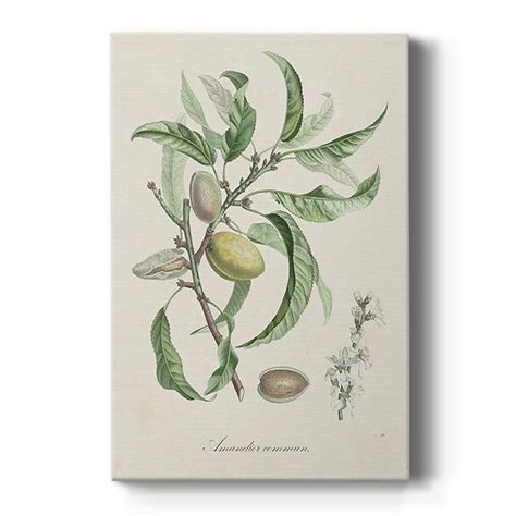 Antique Almond Botanical IV Premium Gallery Wrapped Canvas - Ready to ...