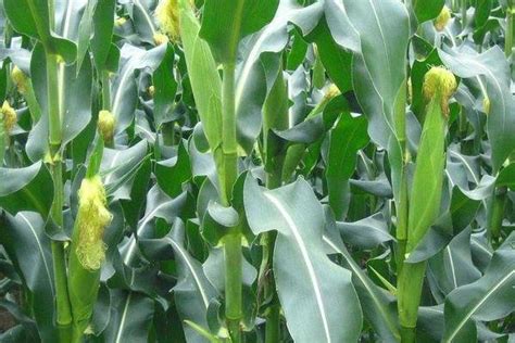 干货！专家讲解玉米大豆带状复合种植关键技术——玉米品种怎么选？__财经头条