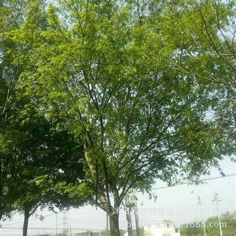 榆树市人民政府办公室关于印发榆树市2020年造林绿化工作实施方案的通知Word模板下载_编号qaworvae_熊猫办公