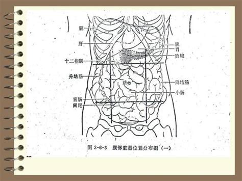 腹部在哪里图片