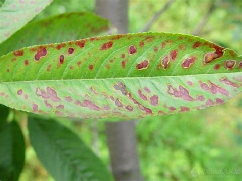 病虫害图谱图片