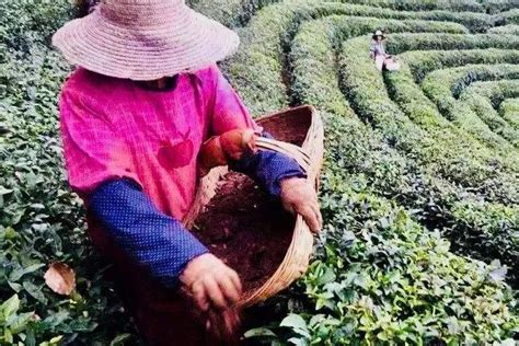 冬季茶树如何管护，毕节一茶园这样做......_贵州百里杜鹃瑞禾生态农业投资集团有限公司