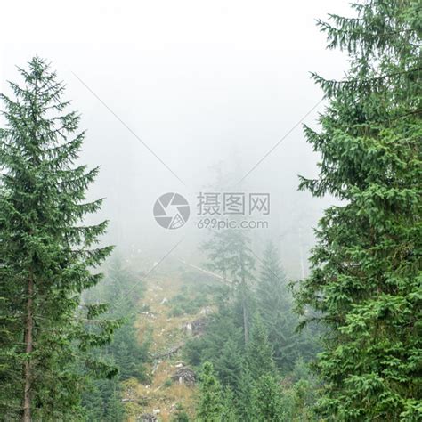迷雾森林的全景遥远的地平线高清图片下载-正版图片507267105-摄图网
