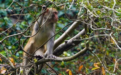 2024金丝猴自然保护区门票,周至金丝猴自然保护区游玩攻略,金丝猴自然保护区游览攻略路线/地址/门票价格-【去哪儿攻略】