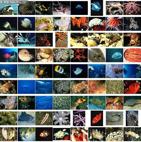 海洋生物大全-鱼类-百图汇素材网