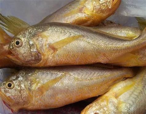 中国最昂贵十大名鱼（中国最贵的十种鱼）-飞扬号