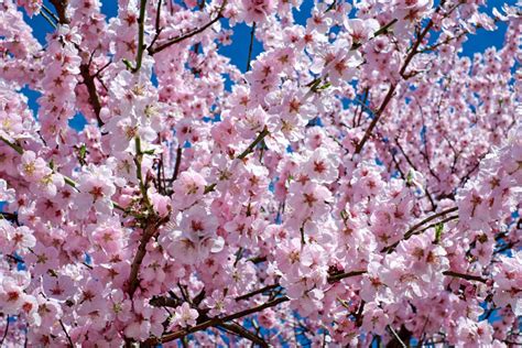 描写樱花的唯美短句大盘点，关于樱花的优雅语录你知道几句？