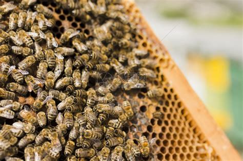 梦见蜜蜂窝和很多蜜蜂是什么意思预兆 - 原版周公解梦大全