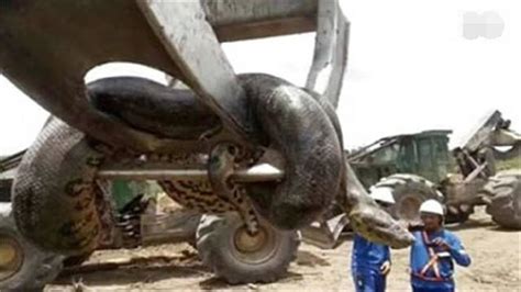 湖南挖掘机挖出16米长103公斤重巨蛇吓死司机-新闻视频-搜狐视频