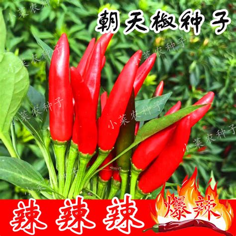 蜀椒图片