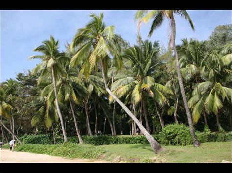 三亚沙滩椰树,海洋海岛,自然风景,摄影素材,汇图网www.huitu.com