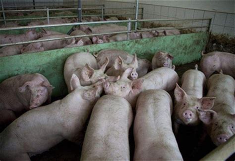分娩要重视！母猪生产前有哪些表现？